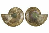 Large Cut & Polished Ammonite Fossil - Madagasar #359524-1